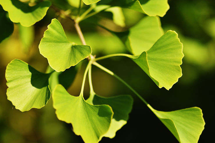 Ginkgo Biloba: Healing Benefits for Eye, Brain and Circulatory Health