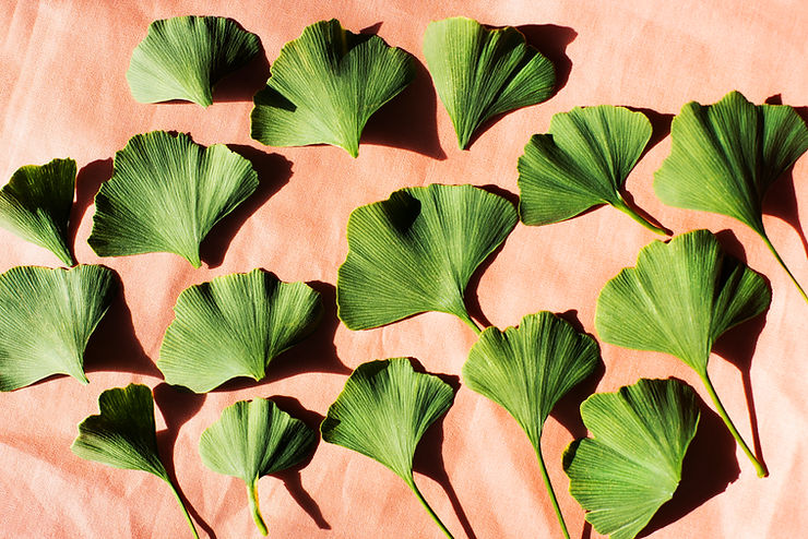 Ginkgo biloba leaves have healing benefits for eyes, brain and circulatory system