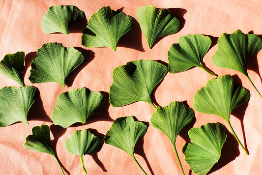 Ginkgo biloba leaves have healing benefits for eyes, brain and circulatory system